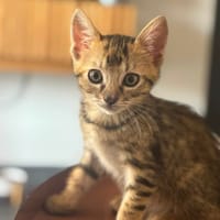 KITTY, chatte à adopter