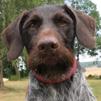 Trevor, chien à adopter