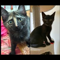 JASMIN et MARGUERITE, chat à adopter