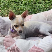 RUBY, Croisée Chihuahua femelle, chienne à adopter