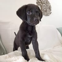 WILMA chiot femelle Berger Créole, chienne à adopter
