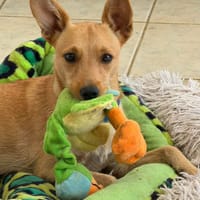 Maya, chienne à adopter