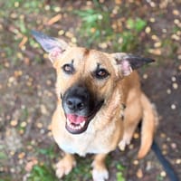 CIEL, Berger créole femelle, chienne à adopter