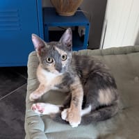 BABETH Chaton femelle type européen, chatte à adopter