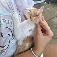 ✨️ MOO ✨️ 🐱, chat à adopter