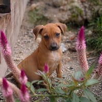 NUCCIOLA, chiot femelle croisée braque, chienne à adopter