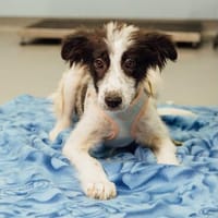 Polina, Hündin zur Adoption