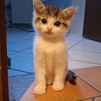 Piper - Kleine Schmuseprinzessin sucht ihr Glück, Katze zur Adoption