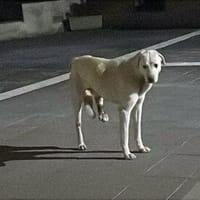 Angelo hofft auf seine Chance, Hund zur Adoption