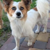 Gisela, eine liebe kleine Hündin, Hündin zur Adoption