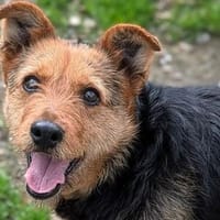 Treue Seele MILLI, Hündin zur Adoption