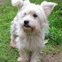 Fröhliche kleine Percy, Hündin zur Adoption