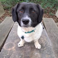 Maya, kleine Hundeseele wartet, Hündin zur Adoption