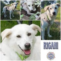 RIGANI  * eine Lady mit Tiefgang, Hündin zur Adoption