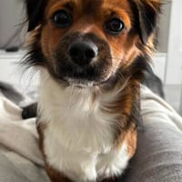 Dusty braucht ein neues Zuhause, Hund zur Adoption
