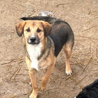 Capper ist noch etwas unsicher, Hund zur Adoption