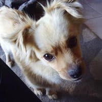 DEVI, sanfte kleine Dame sucht, Hündin zur Adoption