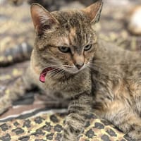 Aksi, Katze zur Adoption