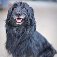 Walter, Hund zur Adoption