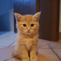 Peper - kleiner Wibelwind sucht nach Abenteuern, Katze zur Adoption