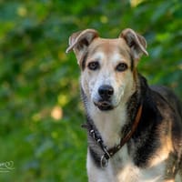 Sanfte Kiara sucht Zuhause für ihren Lebensabend, Hündin zur Adoption