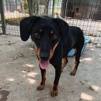 Simon  es möchte die Vergangenheit hinter sich lassen🐕🐾, Hund zur Adoption