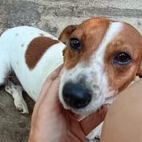 Ebby  wartet auf ihre zweite Chance, Hündin zur Adoption