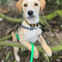 Ivy wartet auf dich, Hündin zur Adoption