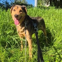 Mora sucht ihr Zuhause, Hündin zur Adoption