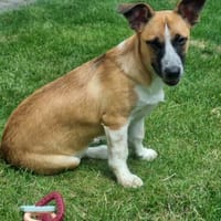 Jane sucht ihr Für-Immer-Zuhause, Hündin zur Adoption