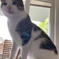 Lounis - Kleiner Charmeur sucht dich, Kater zur Adoption