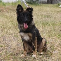 Vesta - Traumhündin auf Körbchensuche, Hündin zur Adoption