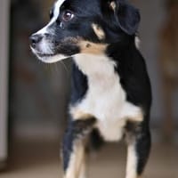 Gismo, Hund zur Adoption