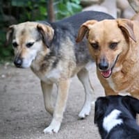 Ernie & Bert, Hund zur Adoption