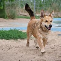Tomas, Hund zur Adoption
