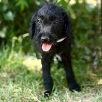 Bonetta -Sanfte Maus, Hündin zur Adoption