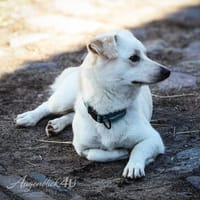Duke will dein bester Freund sein, Hund zur Adoption