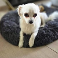 Babi - kleiner Rüde mit großem Herzen, Hund zur Adoption