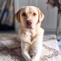 Luna - ist intelligent, Hündin zur Adoption