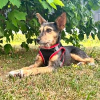 Zarte MOANA ❤ wünscht sich ein Für-immer-Zuhause, Hündin zur Adoption
