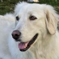 💔 Kayla sucht unverschuldet ein neues Zuhause 💔, Hündin zur Adoption