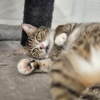Timmy u. Herr Schmidt, Kater zur Adoption