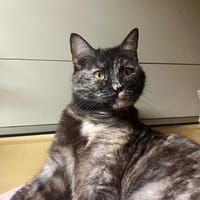 Fine u. Matheo, Kater zur Adoption