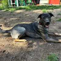 Liebes Sensibelchen, Hündin zur Adoption