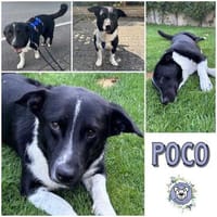 POCO * kleiner Charmeur, Hund zur Adoption