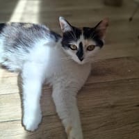 Ola  eine junge Schmusekatze mit großem Herz, Katze zur Adoption