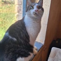 Elmo, Kater zur Adoption