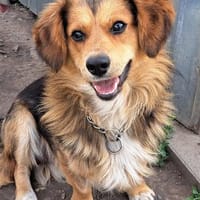 Kleiner Teddy sucht dringend neues Zuhause, Hund zur Adoption