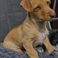 Süßer Felix sucht liebevolles Zuhause, Hund zur Adoption