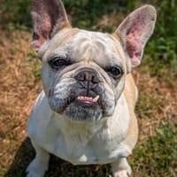 Dolly, Hündin zur Adoption